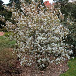 Serviceberry, canadian